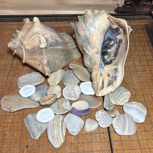 2 Whelk Shells w Weathered Beige Seashell Natural Nautical Beach Bathroom Crafts